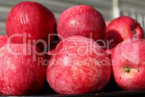 harvest of tasty and ripe red apples