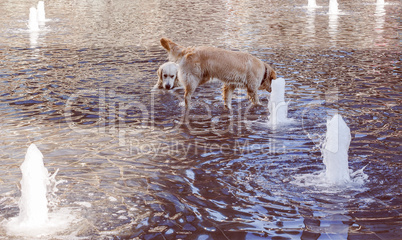 Retro look Dogs in water