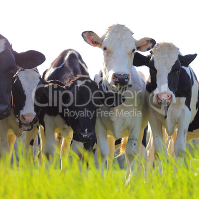 Holstein dairy cows in a pasture