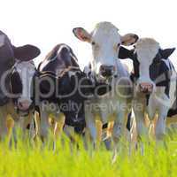 Holstein dairy cows in a pasture