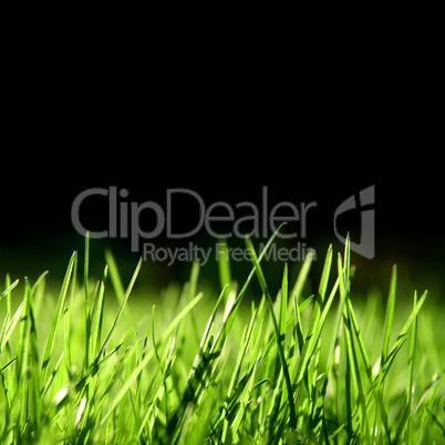 Grass over black background