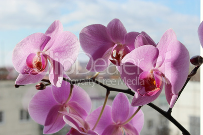 branch of the blossoming pink orchid