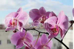 branch of the blossoming pink orchid