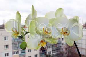 branch of the blossoming white orchid