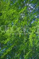 green branches of birches in the spring