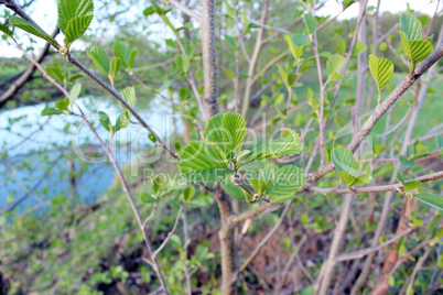 young leaves of alder in the spring