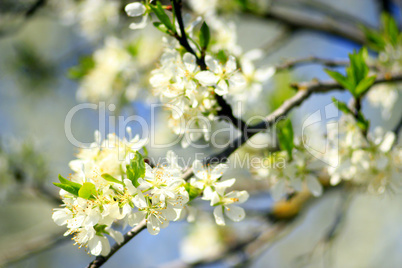 blossoming tree of plum on background of the blue sky