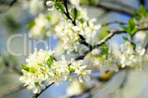 blossoming tree of plum on background of the blue sky