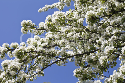 beautiful white flowering trees