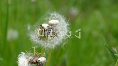 Samen einer Pusteblume fliegen zurück