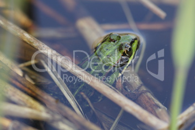 Frosch