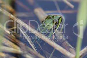 Frosch