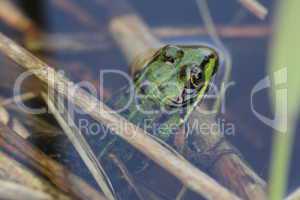 Frosch