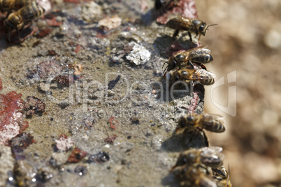 Bees drink water