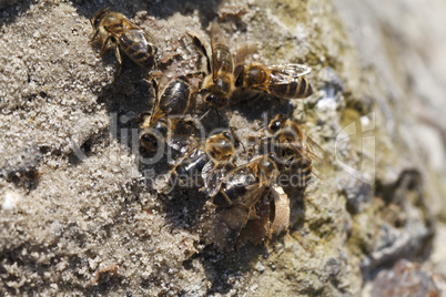 Bees drink water