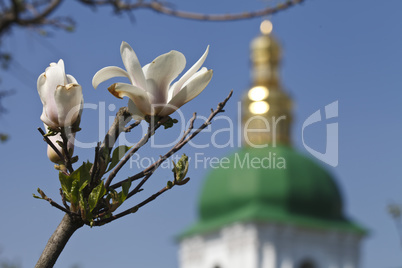 background . the church and blooming magnolia