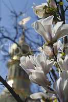 background . the church and blooming magnolia
