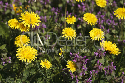 beautiful dandelion closeup