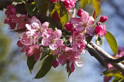 bright pink flowering tree