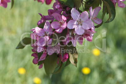 bright pink flowering tree