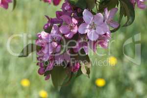 bright pink flowering tree