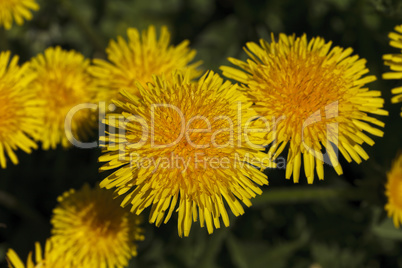 beautiful dandelion closeup