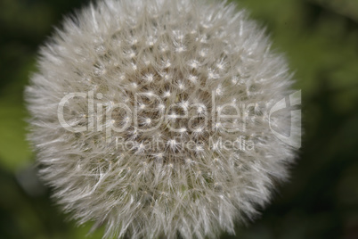 beautiful dandelion closeup