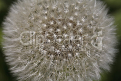 beautiful dandelion closeup