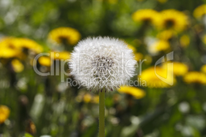 beautiful dandelion closeup