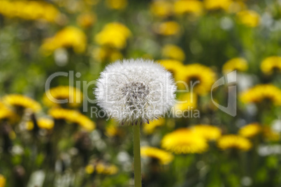 beautiful dandelion closeup