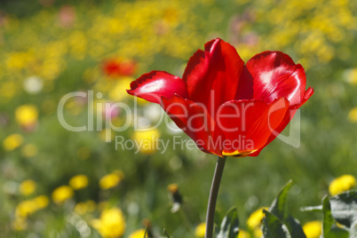 beautiful blooming tulip