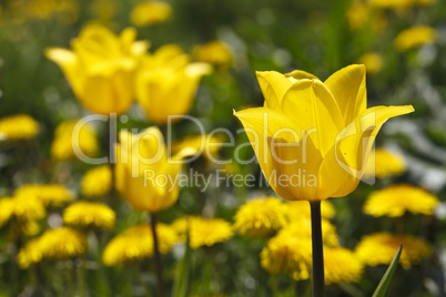 beautiful blooming tulip