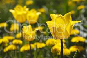 beautiful blooming tulip