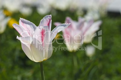 beautiful blooming tulip