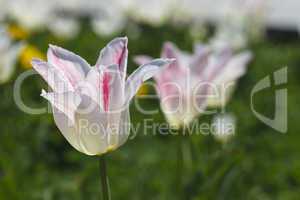 beautiful blooming tulip