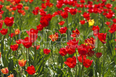 field of red tulips beautiful