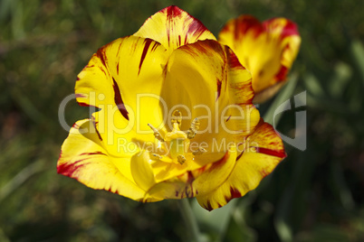 beautiful blooming tulip