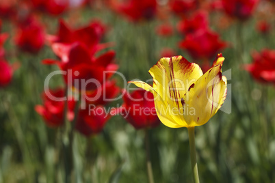 beautiful blooming tulip