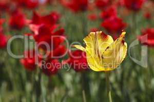 beautiful blooming tulip