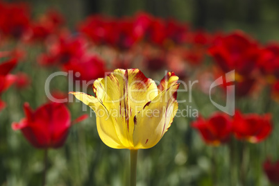 beautiful blooming tulip