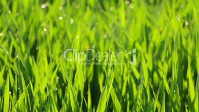 Morning Dew on the Green Grass