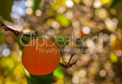 Tangerine on the tree