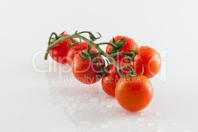 Tomatoes on white background