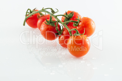 Tomatoes on white background