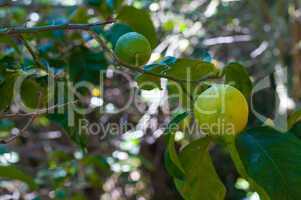 Unripe lemon on the tree