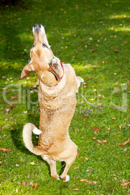 Dog on autumnal meadow