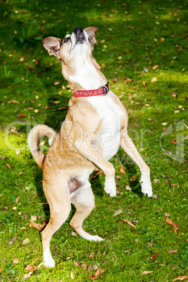 Dog on autumnal meadow