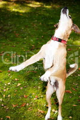 Dog on autumnal meadow