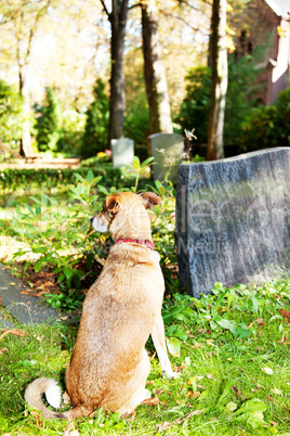 Cemetery with dog