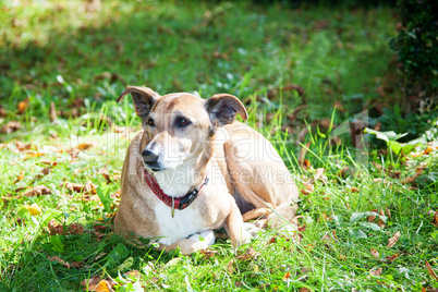 Dog lying in the grass